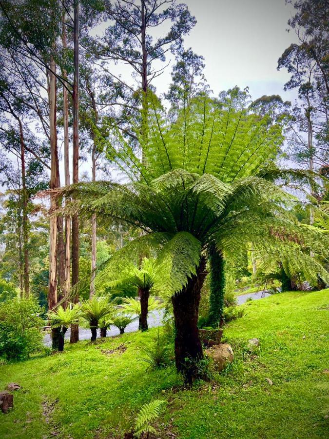 Melbourne Topview In Dandenong Ranges Near Skyhigh